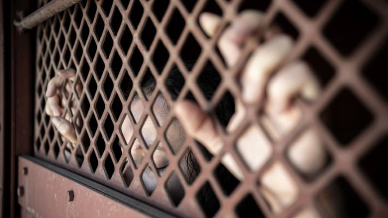 Za „hloupou chybu“ doživotí: Mladá Britka si odpykává trest v Dubaji. Rodina prosí o pomoc