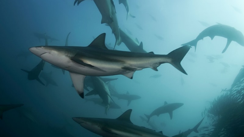 Žraloci jsou klíčem k mořské rovnováze. Zaměřil se na ně MFF Voda moře oceány