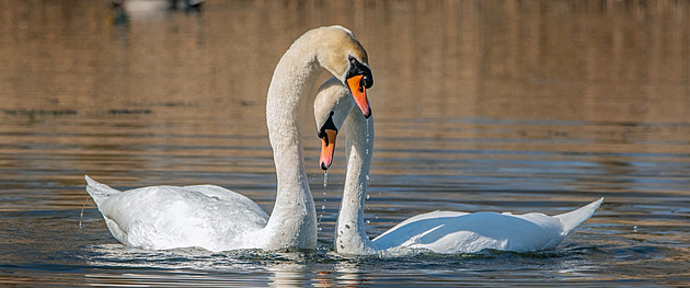 V jihlavské zoo se objevila ptačí chřipka, chovatelé musí utratit labutě a husy