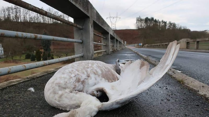 Videopodcast: Proč Silvestr představuje noční můru pro zvířata a přírodu