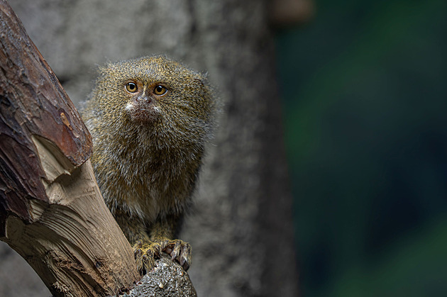 V olomoucké zoo se narodila dvojčata kosmanů, mláďata váží jen pár gramů