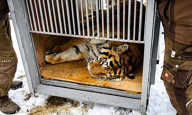 Tygr Ozzy ze zlínské zoo zamířil do Portugalska, stěhování proběhlo hladce