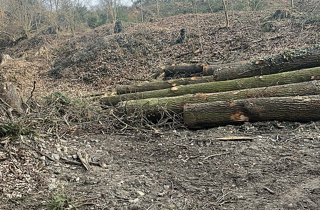 Může za pokácení zdravých dubů, obviňují exstrarostu. Ten teď žádá omluvu