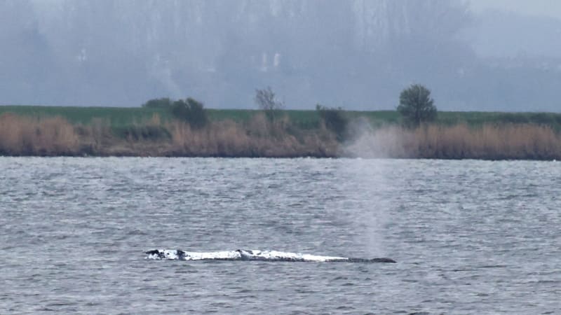 Uvázlá velryba se vyprostila z mělčiny a plave. Lodě ji navedou do oceánu, plánují záchranáři