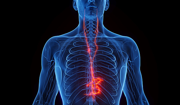 Reflux, bušení srdce i úzkost. Potíže, za kterými může stát bloudivý nerv
