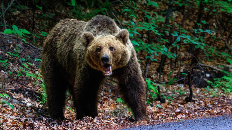 Nelegální útěk z Ukrajiny překazila medvědice na hranicích: Muž kvůli ní skončil na stromě